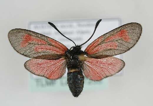 Image of <i>Zygaena minos</i>