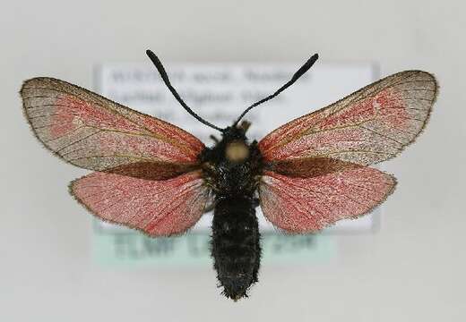 Image of <i>Zygaena minos</i>