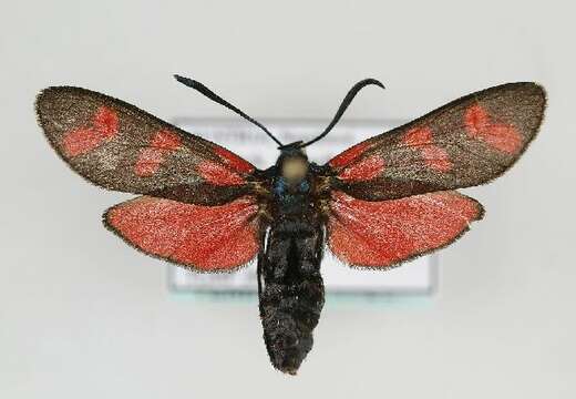 Image of six-spot burnet