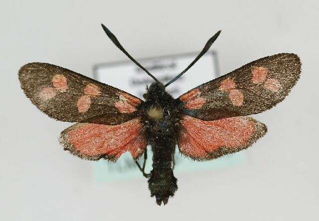 Image of six-spot burnet