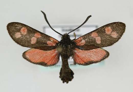 Image of six-spot burnet