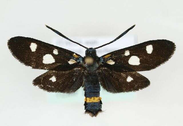 Sivun Zygaena ephialtes Linnaeus 1767 kuva