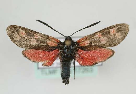 Image of six-spot burnet