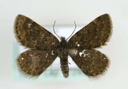 Image of <i>Glacies canaliculata</i>