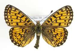 Image of Silver-bordered Fritillary