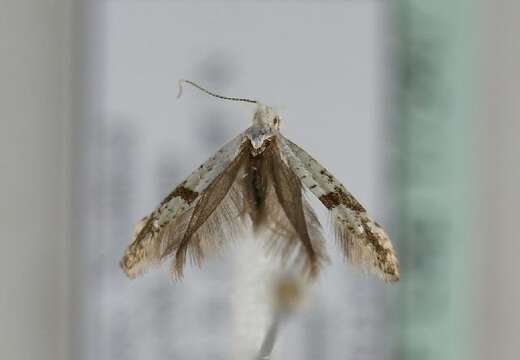 Imagem de Argyresthia curvella Linnaeus 1761