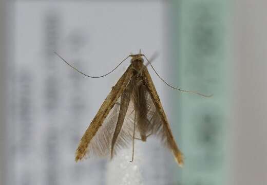 Image of Caloptilia falconipennella (Hübner 1813)