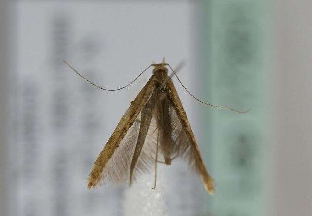 Слика од Caloptilia falconipennella (Hübner 1813)