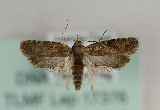 Image of Agonopterix purpurea Haworth 1812