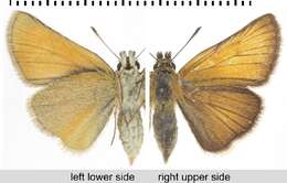 Image of small skipper