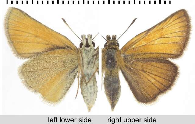 Image of small skipper