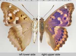 Image of lesser purple emperor