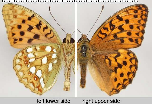 Image of High brown fritillary