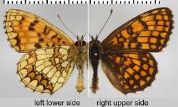 Image de <i>Melitaea athalia</i>