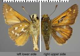 Image of Common Branded Skipper