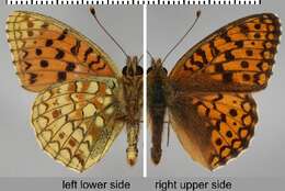 Sivun <i>Argynnis niobe</i> kuva