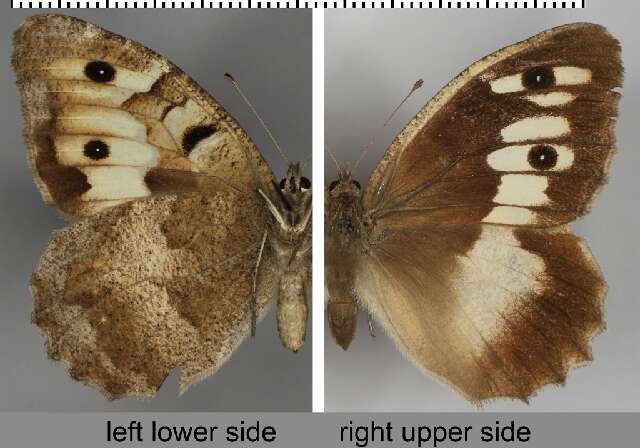 Image of Biota