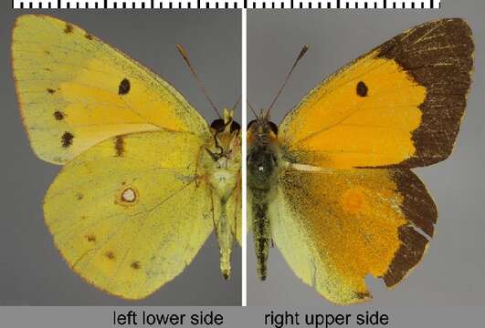 Image of clouded yellow