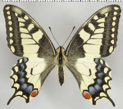 Image of Old World Swallowtail