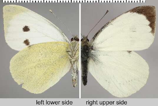 Image of cabbage butterfly