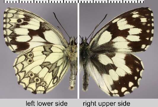 Image of marbled white