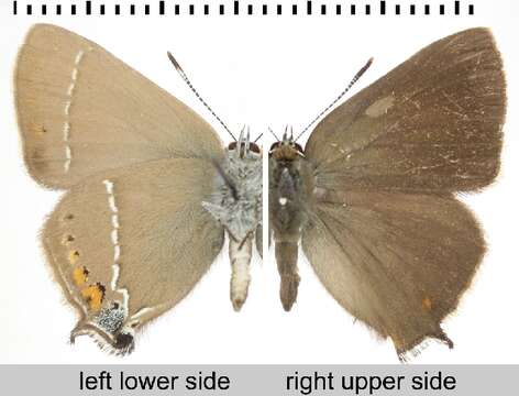 Image of <i>Satyrium spini</i>