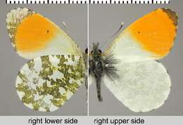 Image of orange tip