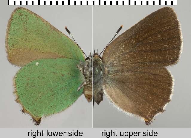 Plancia ëd Callophrys rubi (Linnaeus 1758)