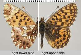 Image of Boloria dia