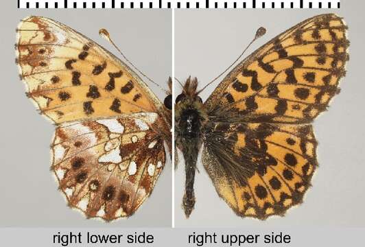 Image of Boloria dia