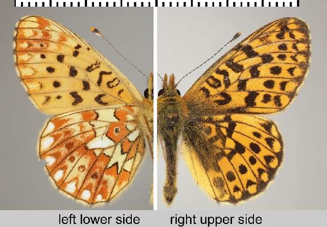 Image of <i>Boloria euphrosyne</i>