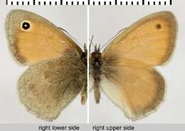 Image of small heath