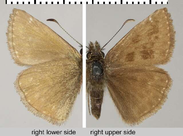 Image of dingy skipper