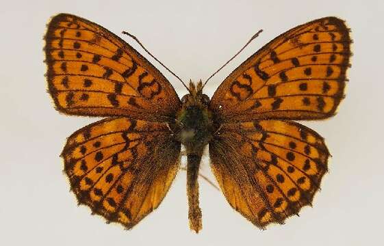 Image of Twin-spot Fritillary