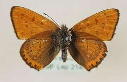 Image of <i>Lycaena thersamon</i>