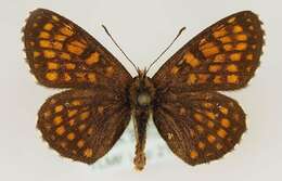 Image de Melitaea britomartis