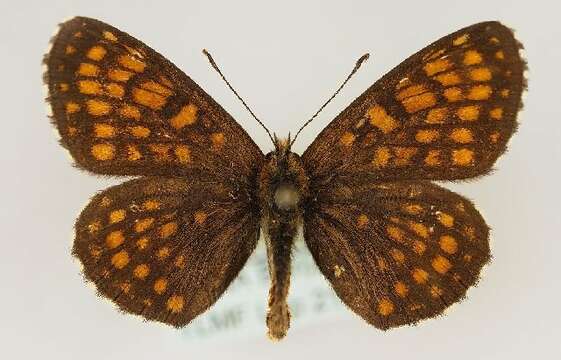 Imagem de Melitaea britomartis