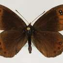 <i>Erebia stirius</i> resmi