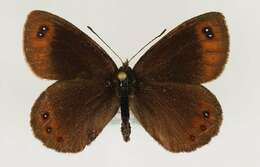 Sivun <i>Erebia stirius</i> kuva