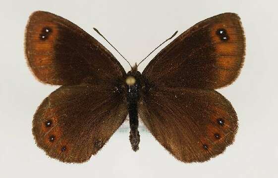 <i>Erebia stirius</i> resmi