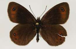 Sivun <i>Erebia stirius</i> kuva