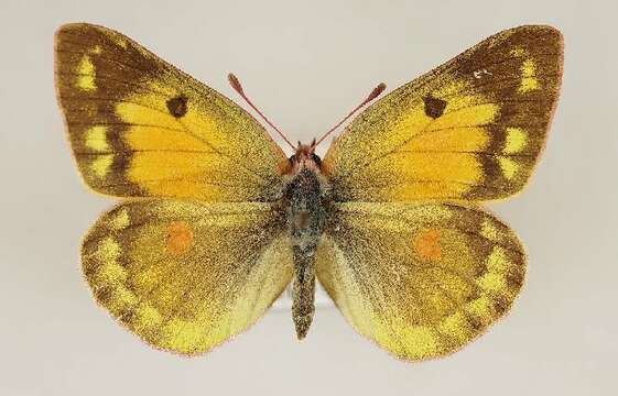 Image of Colias myrmidone (Esper 1781)