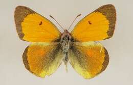 Image of Colias chrysotheme (Esper 1777)