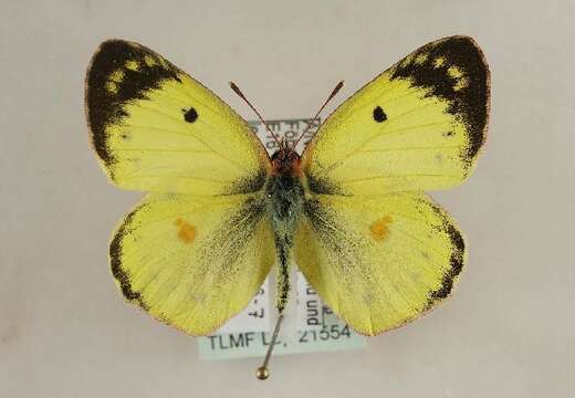 Image of bergers clouded yellow