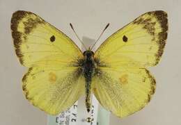 Слика од Сулфурно-обоена пеперуга