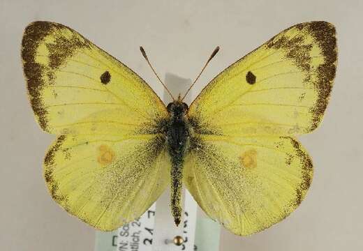 Image of bergers clouded yellow