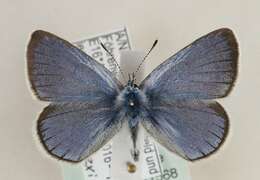 Image of Green-underside Blue