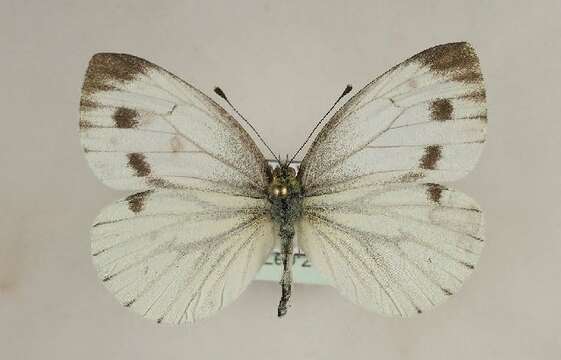 Plancia ëd Pieris napi (Linnaeus 1758)