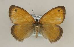 Image of small heath