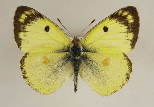 Image of bergers clouded yellow